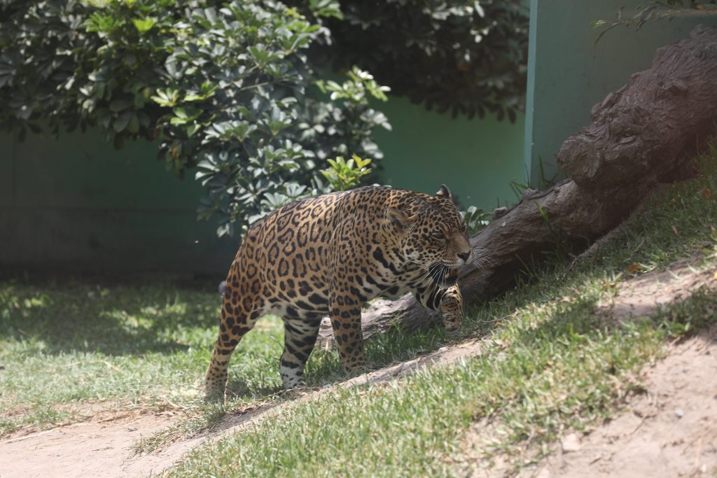 Día Internacional del Jaguar: conoce al felino con la mordida más poderosa