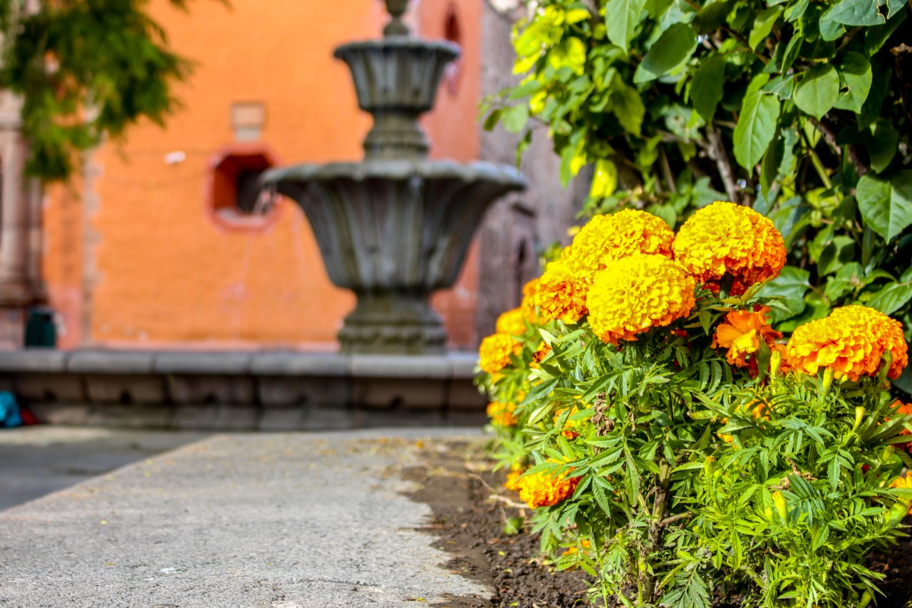 Flores de cempasúchil conquistan los jardines de la ciudad - San Luis Potosí