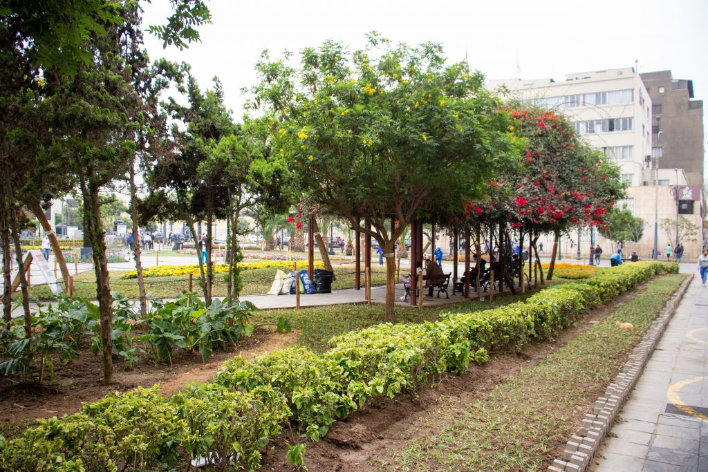 Durante el 2021 la MML sembró más de 4,300 árboles y 680 mil plantas en el Cercado