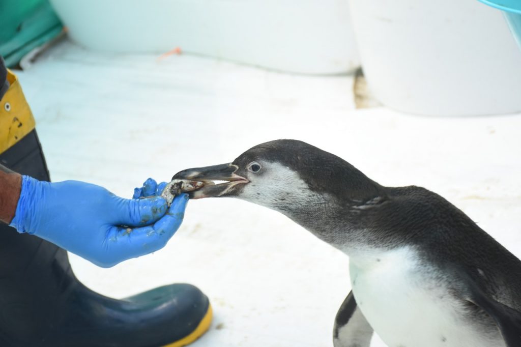 Parque de las Leyendas continúa atendiendo a especies marinas afectadas por el derrame de petróleo