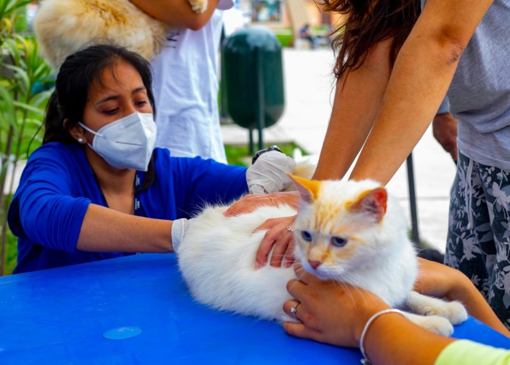 ¡Atención, dueños responsables! Este domingo la MML ofrecerá servicios gratuitos para mascotas