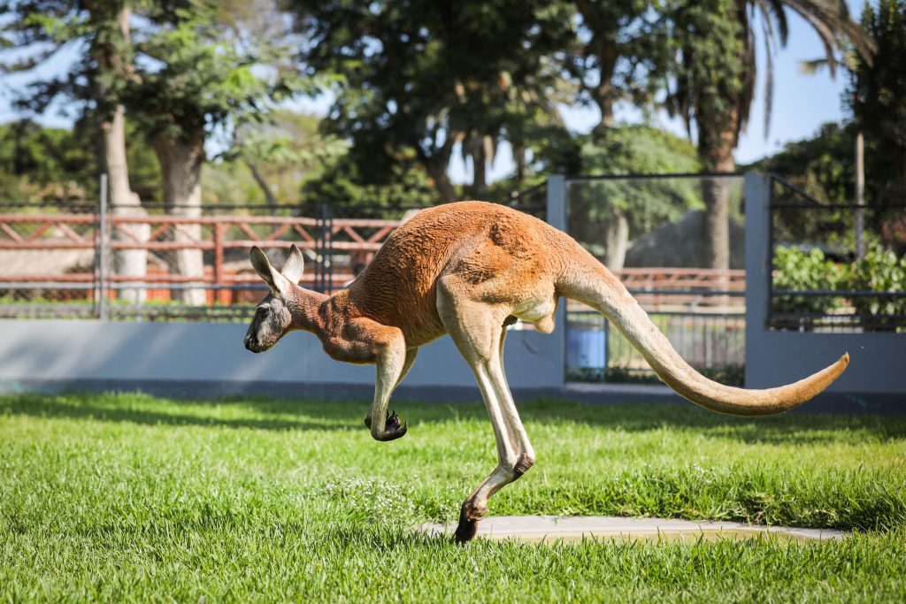 El Zoo en Tu Casa: la experiencia online del Parque de las Leyendas