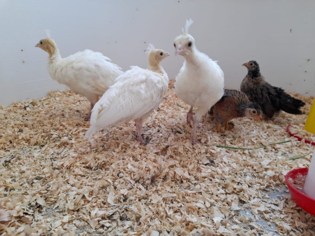Parque de las Leyendas: polluelos de pavo real nacen mediante técnicas de reproducción artificial